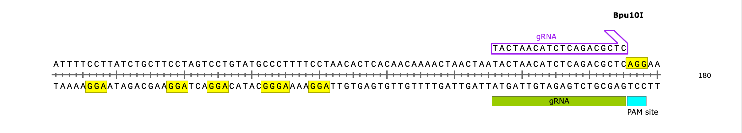 CRISPR:PAMサイトの検索とgRNAの設計8
